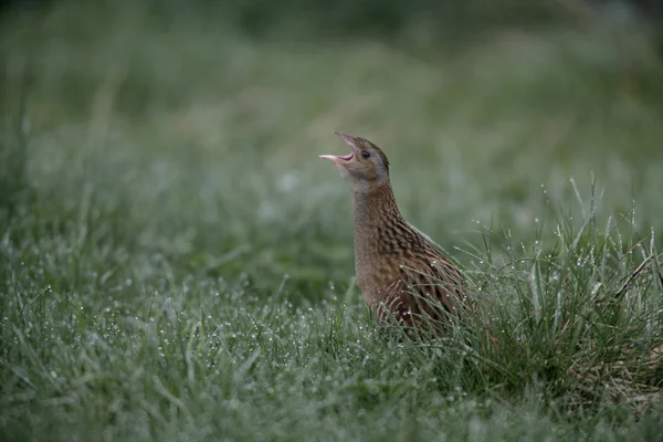 Corncrake、crex crex による可視化 — ストック写真