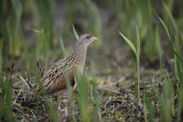 Corncrake、crex crex による可視化 — ストック写真