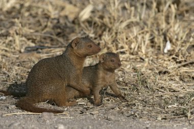 drawf Firavun faresi, helogale parvula,