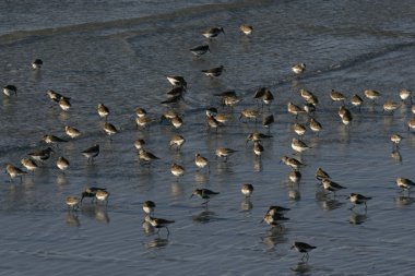 Dunlin, Calidris alpina