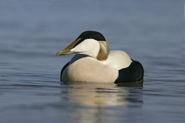 Eider duck, Somateria mollissima clipart
