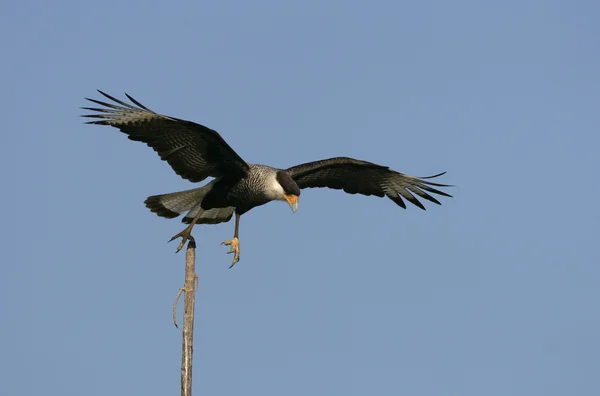 Schopfkaracara, Caracara cheriway — Stockfoto