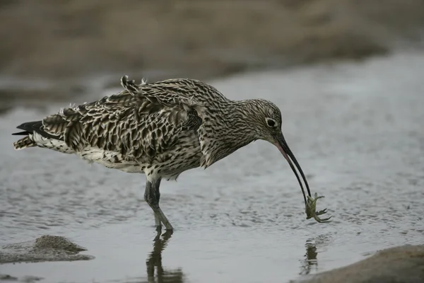 Curlew, 40 лет, Numenius arquata — стоковое фото