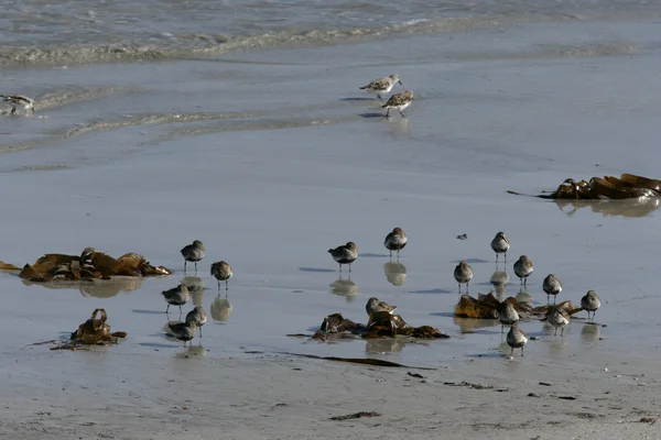 Bécasseaux variables, calidris alpina — Photo