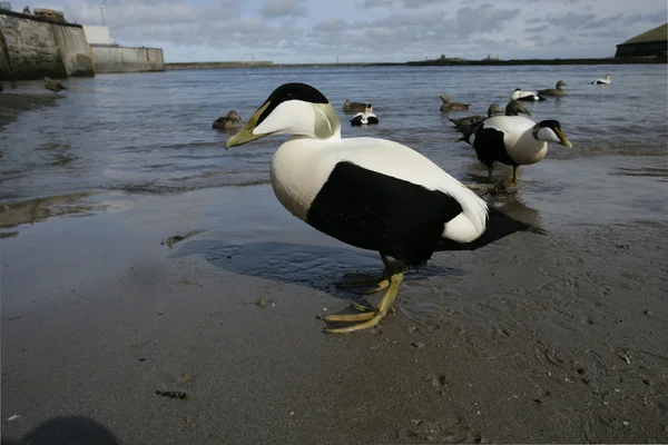 Eider ördeği, somateria mollissima — Stok fotoğraf