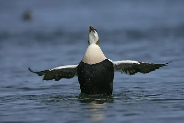 Eider duck, Somateria mollissima — Stock Photo, Image