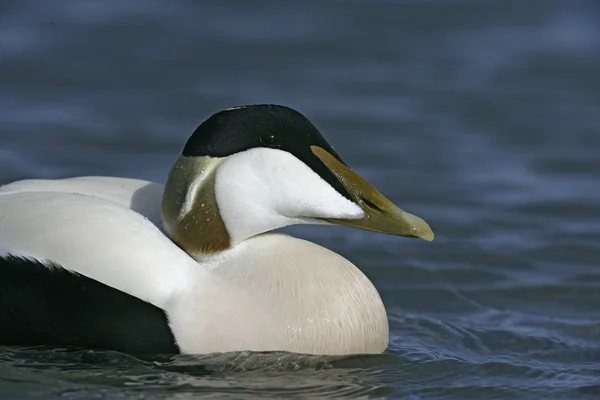 Eider duck, 40 лет, Somateria mollissima — стоковое фото