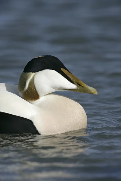 Eider duck, Somateria mollissima — Stock Photo, Image