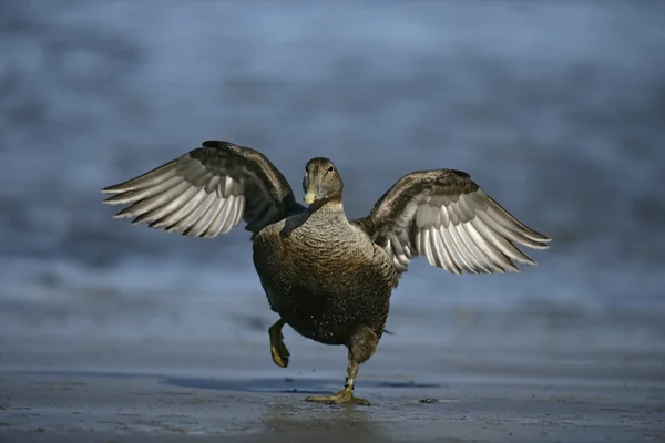 Canard Eider, Somateria mollissima — Photo