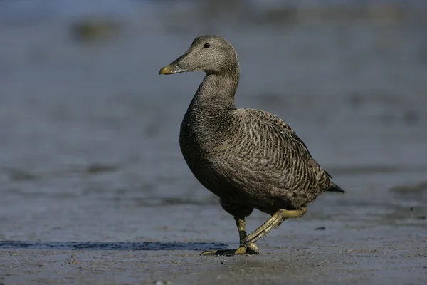 Ejder somateria mollissima — Stockfoto