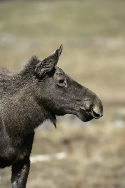 European moose, Alces alces machlis — Stock Photo, Image