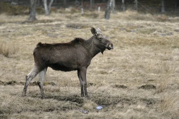 European moose, Alces alces machlis — Stock Photo, Image