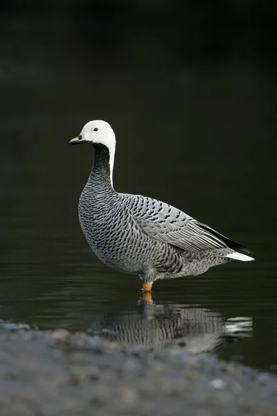 Imperatore oca, Anser canagica — Foto Stock