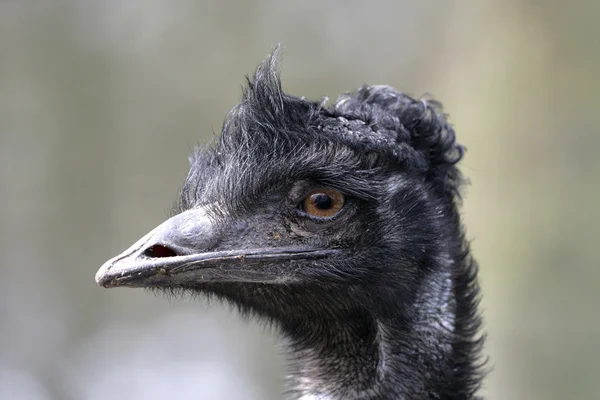 Emu, Dromaius novaehollandiae — Foto Stock