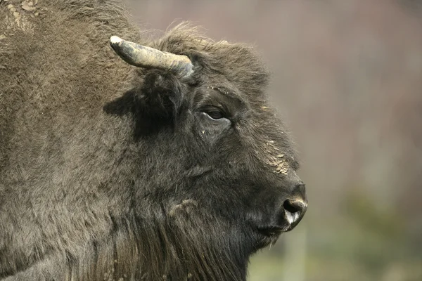 Europeisk bisonoxe, Bison bonasus — Stockfoto