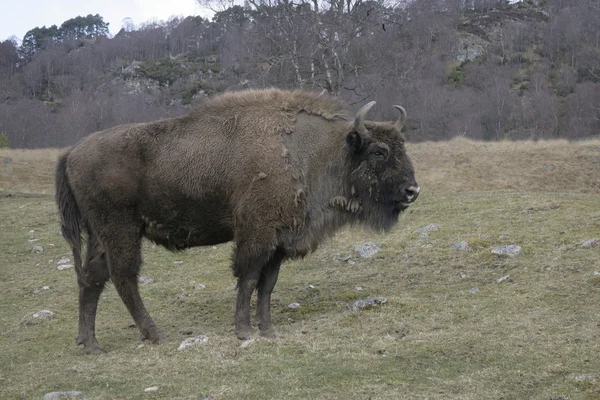 Europeisk bisonoxe, Bison bonasus — Stockfoto