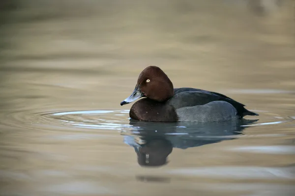 メジロガモ、ハジロ属 nyroca、水の上の単一の鳥 — ストック写真