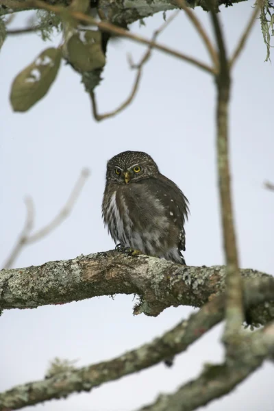 Ferruginoosipöllö, glaucidium brasilianum — kuvapankkivalokuva