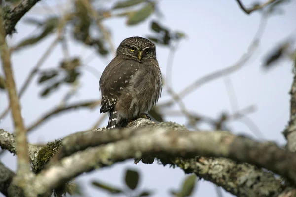 Búho pigmeo feruginoso, Glaucidium brasilianum — Foto de Stock