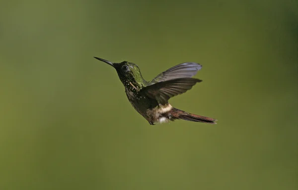 Uroczysty kokietka, lophornis chalybeus — Zdjęcie stockowe