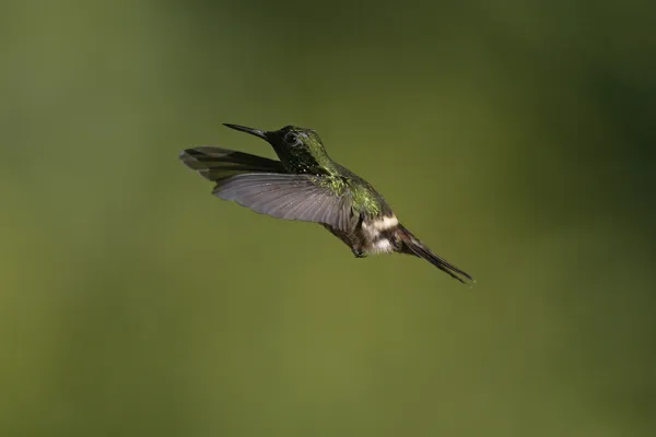 Праздничная кокетка, Lophornis chalybeus — стоковое фото