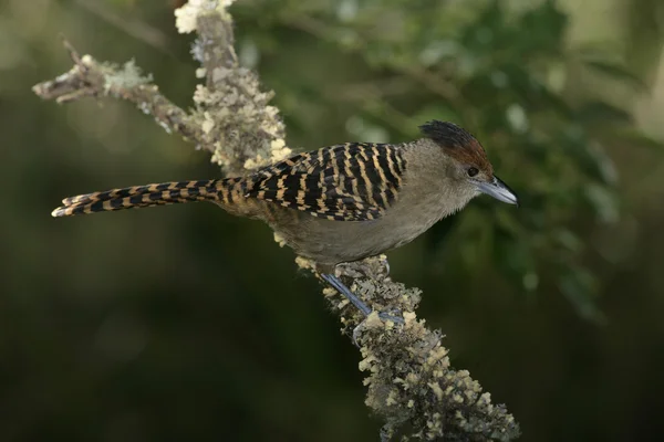 Jätte myrtörnskata, batara cinerea, — Stockfoto