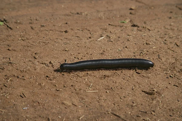 Giant millipede — Stock Photo, Image