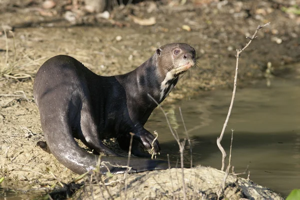 Nutria de río gigante, Pteronura brasiliensis — Foto de Stock