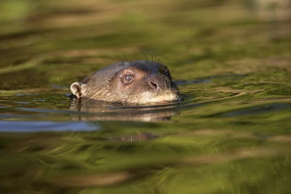 Nutria de río gigante, Pteronura brasiliensis — Foto de Stock