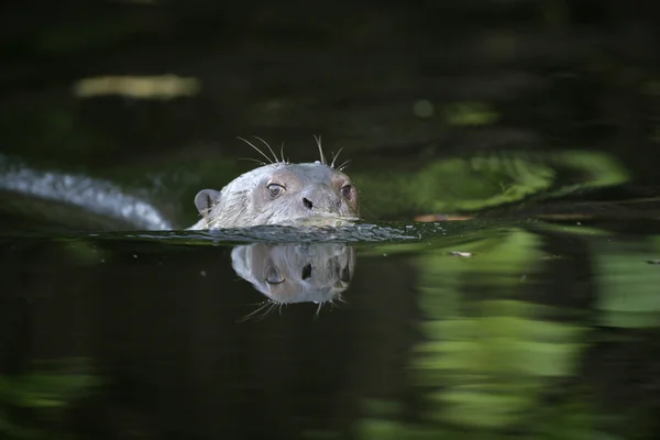 Giant-river otter, Pteronura brasiliensis — Stock Photo, Image