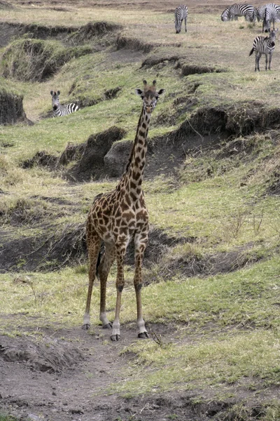 Jirafa, Jirafa camelopardalis , — Foto de Stock