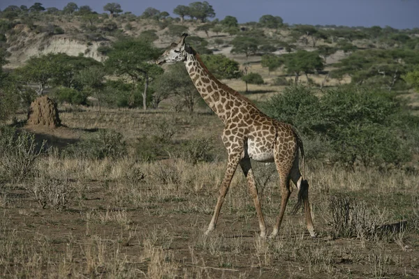 Giraffa, Giraffa camelopardalis , — стоковое фото