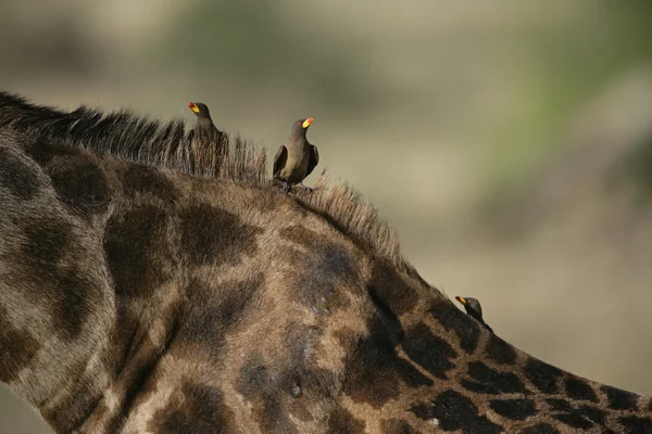 Zsiráf, giraffa camelopardalis, — Stock Fotó