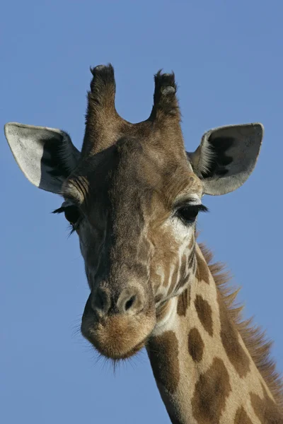 Giraffe, Giraffa camelopardalis, — Stockfoto