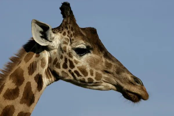 Giraffe, Giraffa camelopardalis, — Stock Photo, Image