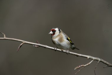 Saka kuşu, carduelis carduelis