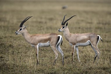 Grant's ceylan, gazella granti