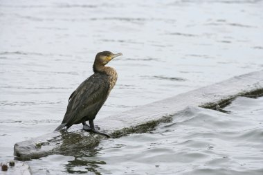 Büyük Karabatak, Phalacrocorax karbonhidrat