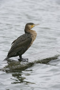 Büyük Karabatak, Phalacrocorax karbonhidrat