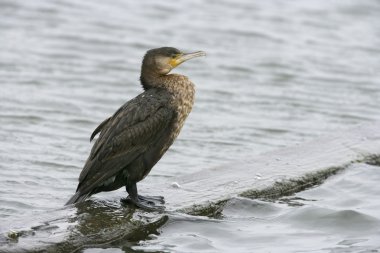 Büyük Karabatak, Phalacrocorax karbonhidrat