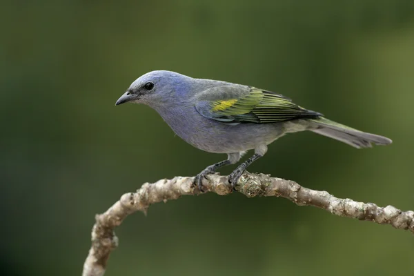 Zlatý chevroned tanager, thraupis ornata, — Stock fotografie