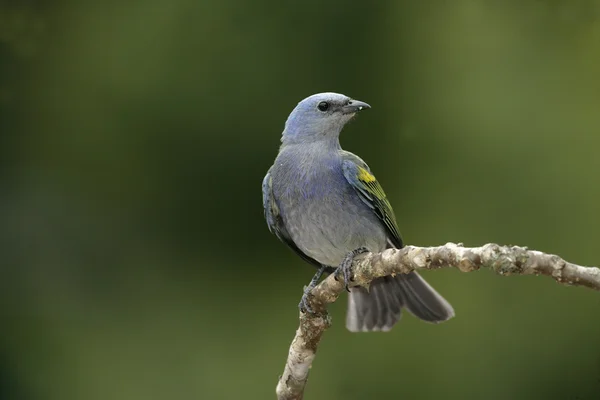 Złoty chevroned tanagr, thraupis ornata, — Zdjęcie stockowe