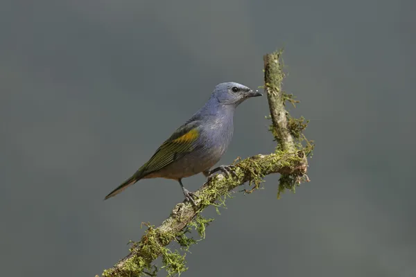 Zlatý chevroned tanager, thraupis ornata, — Stock fotografie