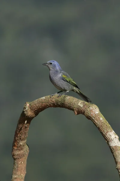 Złoty chevroned tanagr, thraupis ornata, — Zdjęcie stockowe