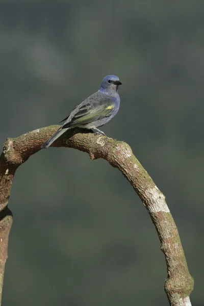 Ґолден chevroned tanager, thraupis ornata, — стокове фото