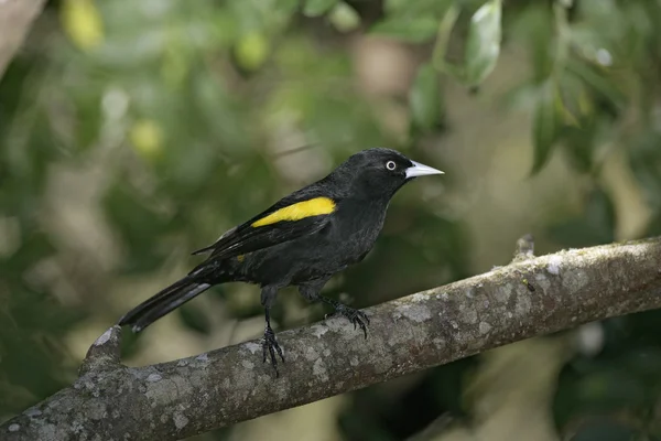 Złoty skrzydlaty kacyk, cacicus chrysopterus — Zdjęcie stockowe