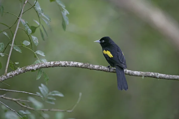 Golden-winged indianhövding, cacicus chrysopterus — Stockfoto