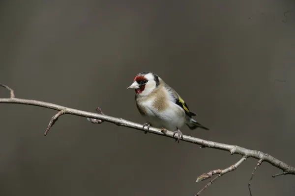 Stehlík, carduelis carduelis — Stock fotografie