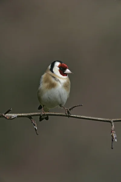 Putter, carduelis carduelis — Stockfoto