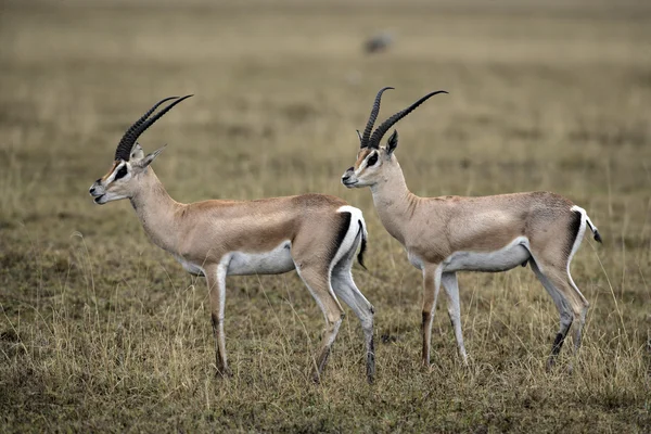 Gazela Granta, gazella granti — Zdjęcie stockowe